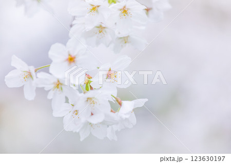 桜の花　春 123630197