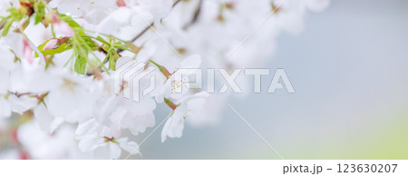 桜の花 春 桜の花 春 123630207