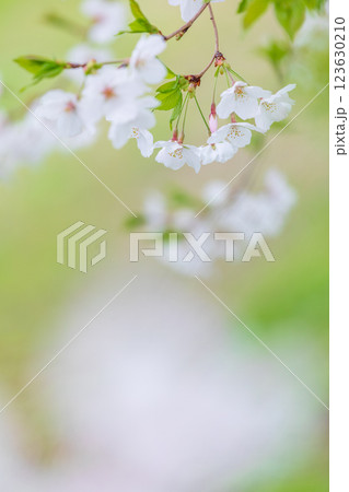 桜の花 春 桜の花 春 123630210
