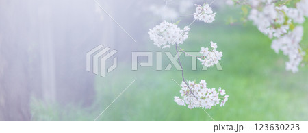 桜の花 春 桜の花 春 123630223