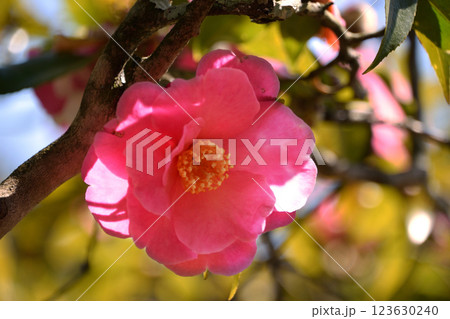 サルト サルト 123630240