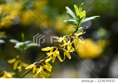 レンギョウ 123630432