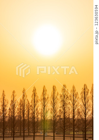 「埼玉県」美しいメタセコイア並木と夕日 「埼玉県」美しいメタセコイア並木と夕日 123630594