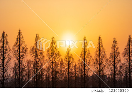 「埼玉県」美しいメタセコイア並木と夕日 123630599