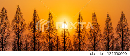 「埼玉県」美しいメタセコイア並木と夕日 123630600