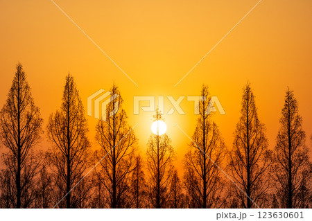 「埼玉県」美しいメタセコイア並木と夕日 123630601
