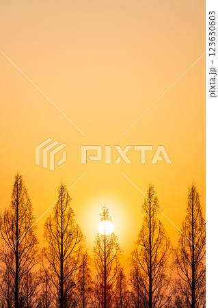 「埼玉県」美しいメタセコイア並木と夕日 123630603