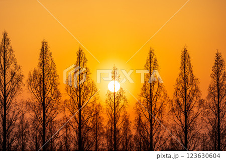 「埼玉県」美しいメタセコイア並木と夕日 123630604