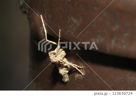 フユシャクの一種(メス・成虫) フユシャクの一種(メス・成虫) 123630724