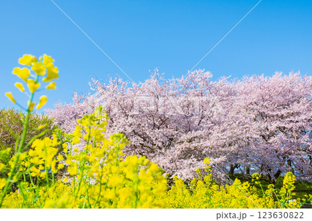 桜と菜の花(権現堂桜堤にて) 桜と菜の花(権現堂桜堤にて) 123630822