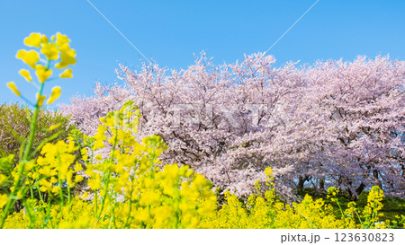 桜と菜の花(権現堂桜堤にて) 桜と菜の花(権現堂桜堤にて) 123630823
