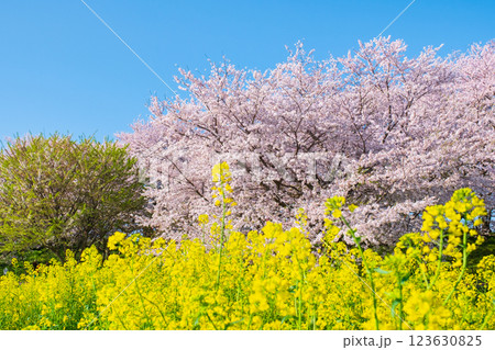 桜と菜の花（権現堂桜堤にて） 123630825