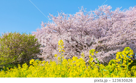 桜と菜の花（権現堂桜堤にて） 123630826