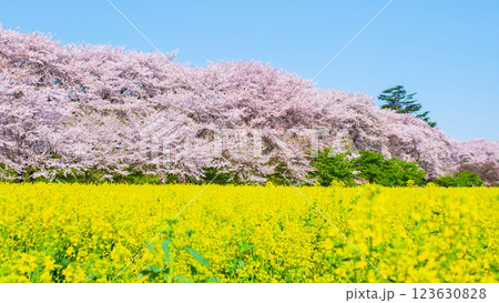権現堂桜堤 権現堂桜堤 123630828