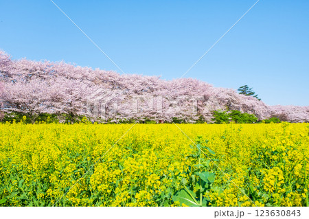 権現堂桜堤 123630843