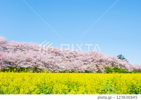 権現堂桜堤 権現堂桜堤 123630845