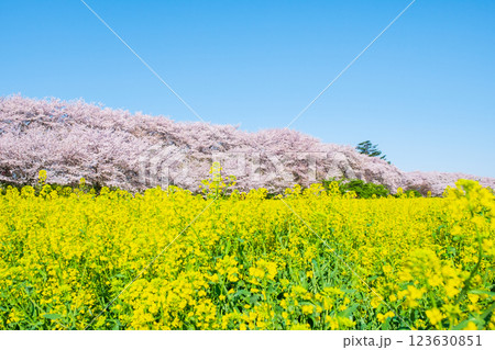 権現堂桜堤 権現堂桜堤 123630851