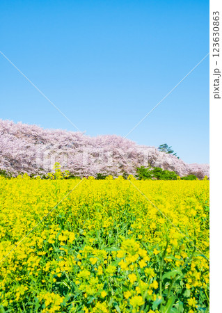 権現堂桜堤 権現堂桜堤 123630863