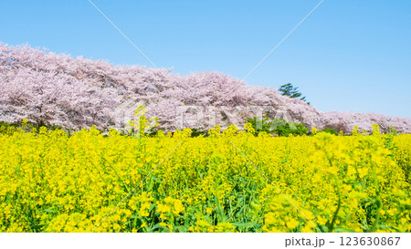 権現堂桜堤 123630867