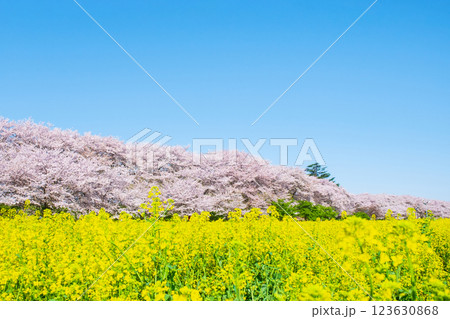 権現堂桜堤 123630868