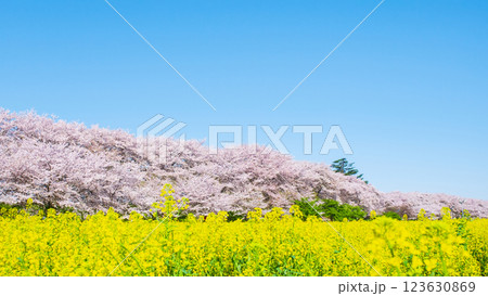 権現堂桜堤 123630869