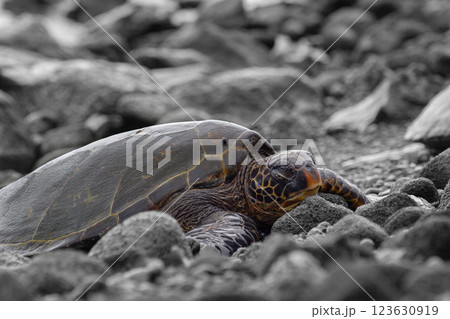 Hawaiian green sea turtle is resting on black rocks. Hawaiian green sea turtle is resting on black rocks. 123630919