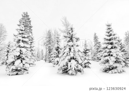 Rural winter scene in woodland with snowy white trees. 123630924