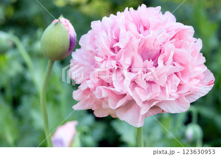 Double pink fluffy poppy flower with buds in the garden. Double pink fluffy poppy flower with buds in the garden. 123630953