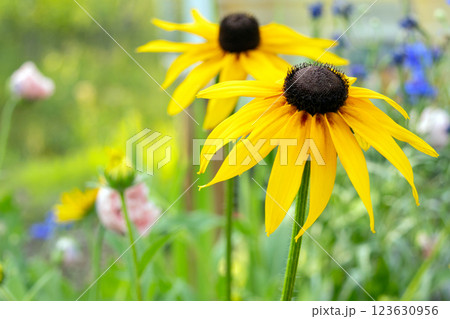 Bright yellow Rudbeckia hirta in the summer wildflower garden. Bright yellow Rudbeckia hirta in the summer wildflower garden. 123630956