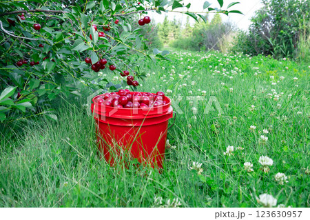 Orchard of sour cherry trees and a bucket with ripe berries. Orchard of sour cherry trees and a bucket with ripe berries. 123630957