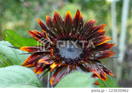 Dark red and orange bicolor sunflower growing in the garden. 123630962