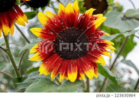 Red and yellow bicolor sunflower growing in the summer garden. Red and yellow bicolor sunflower growing in the summer garden. 123630964