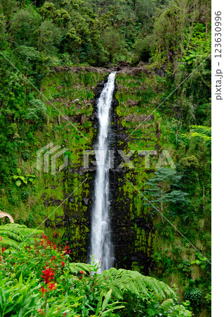 High Akaka waterfall in the rainforest jungles in Hawaii island. 123630996