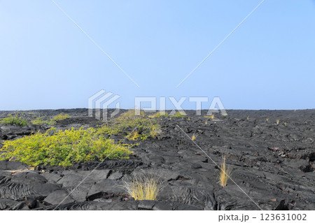 Volcanic landscape, black lava desert with bushes in Hawaii. 123631002