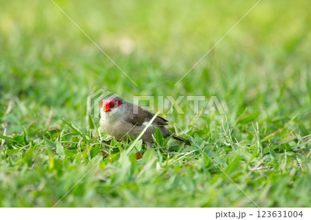 Tropical bird Common waxbill is feeding in lawn grass. 123631004