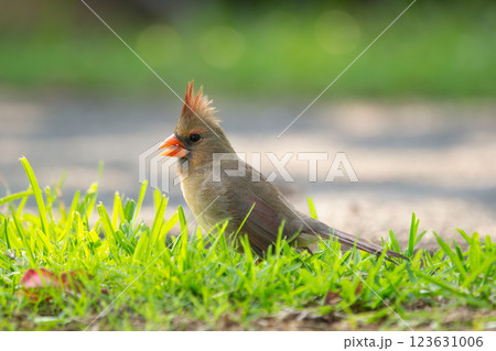 Female Northern cardinal is feeding on the ground in green grass. Female Northern cardinal is feeding on the ground in green grass. 123631006