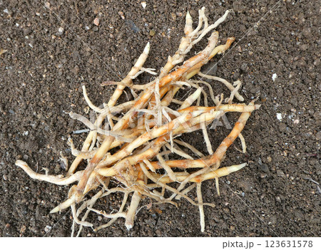 夏野菜ミョウガの植え付け・植え替え！ミョウガの地下茎の写真 123631578