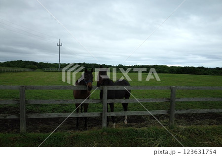 2頭のサラブレッド風景_日髙 123631754