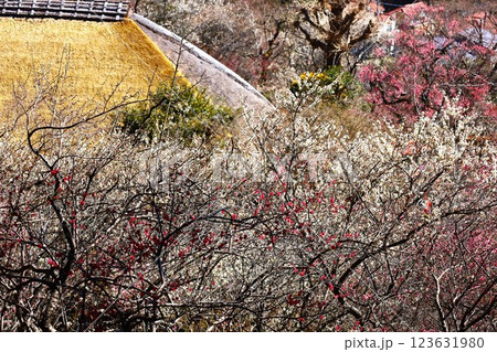 京王百草園の見晴台から望む梅満開の春景色 123631980