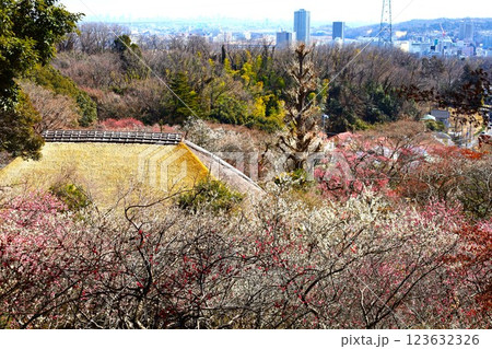 梅林と都心の見晴らし（京王百草園の見晴台から） 123632326