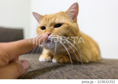 指に触れて甘える可愛いマンチカンの猫 123632352