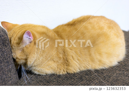 ごめん寝する猫　可愛いポーズで眠るかわいいマンチカン 123632353