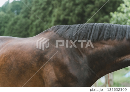 involved with horses 123632509