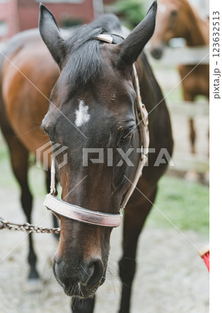 involved with horses 123632513