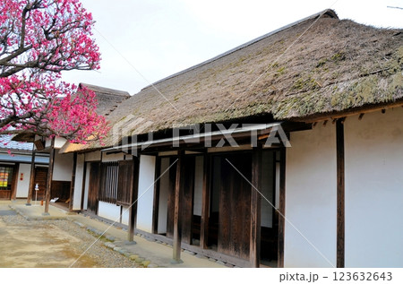 岩槻藩遷喬館と紅梅 岩槻藩遷喬館と紅梅 123632643