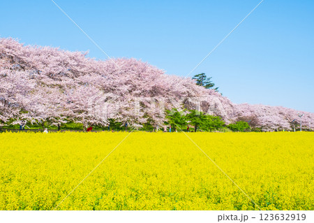 権現堂桜堤 123632919