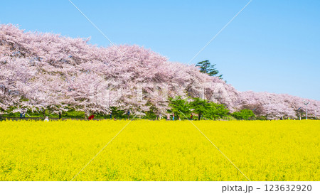 権現堂桜堤 123632920