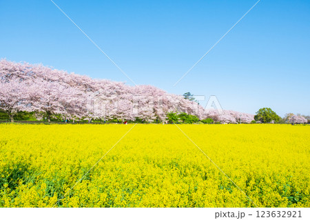 権現堂桜堤 123632921