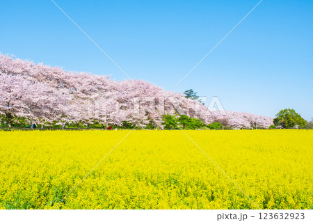 権現堂桜堤 123632923