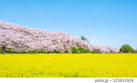 権現堂桜堤 123632924